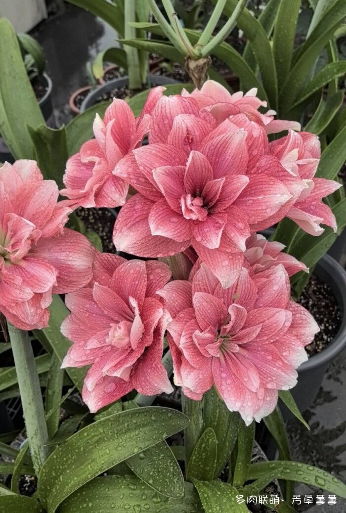 芳草的球花还有毛线花