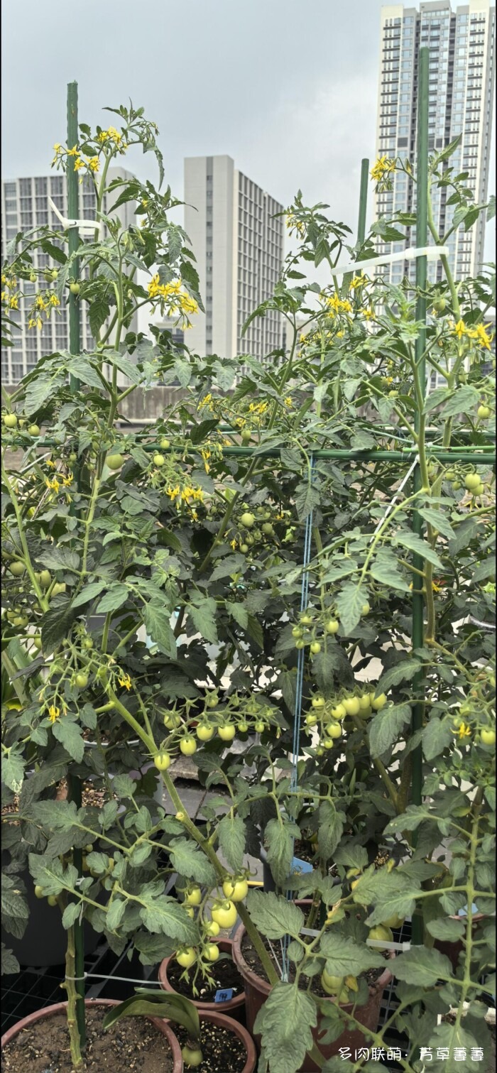 芳草的球花还有毛线花