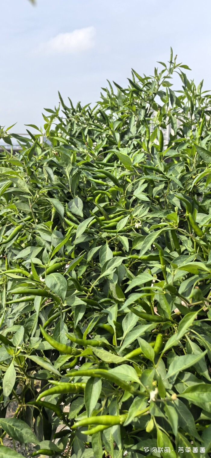 芳草的球花还有毛线花
