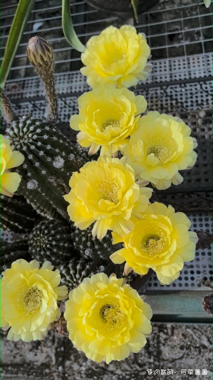 芳草的球花还有毛线花
