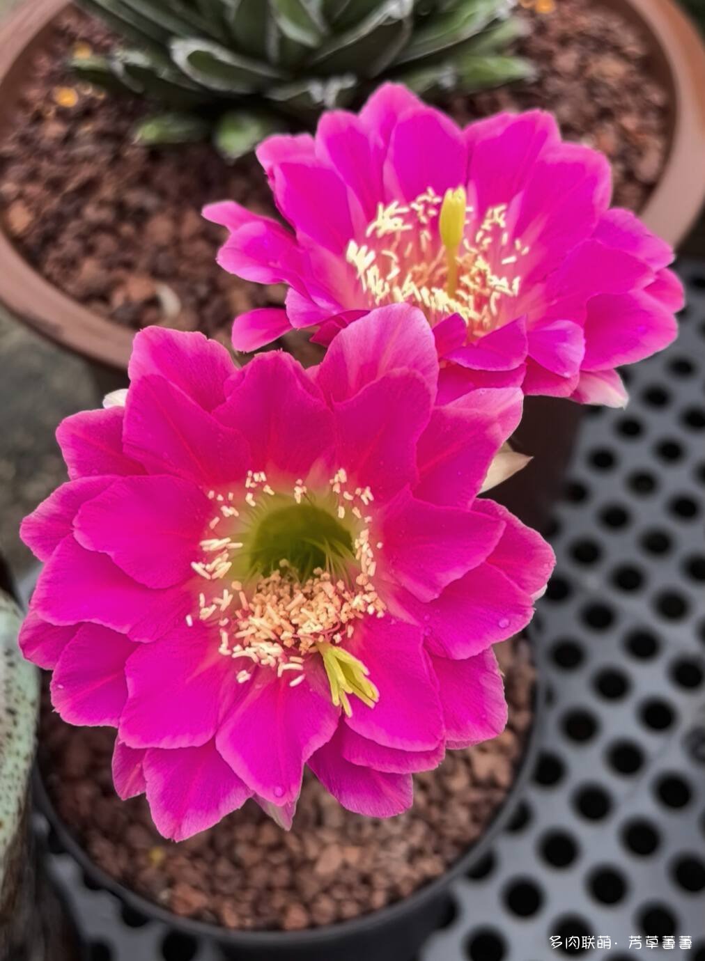 芳草的球花还有毛线花