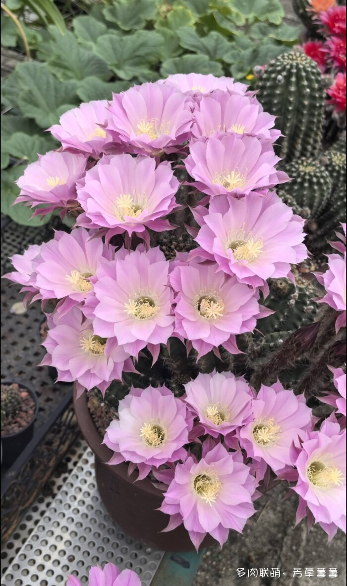 芳草的球花还有毛线花