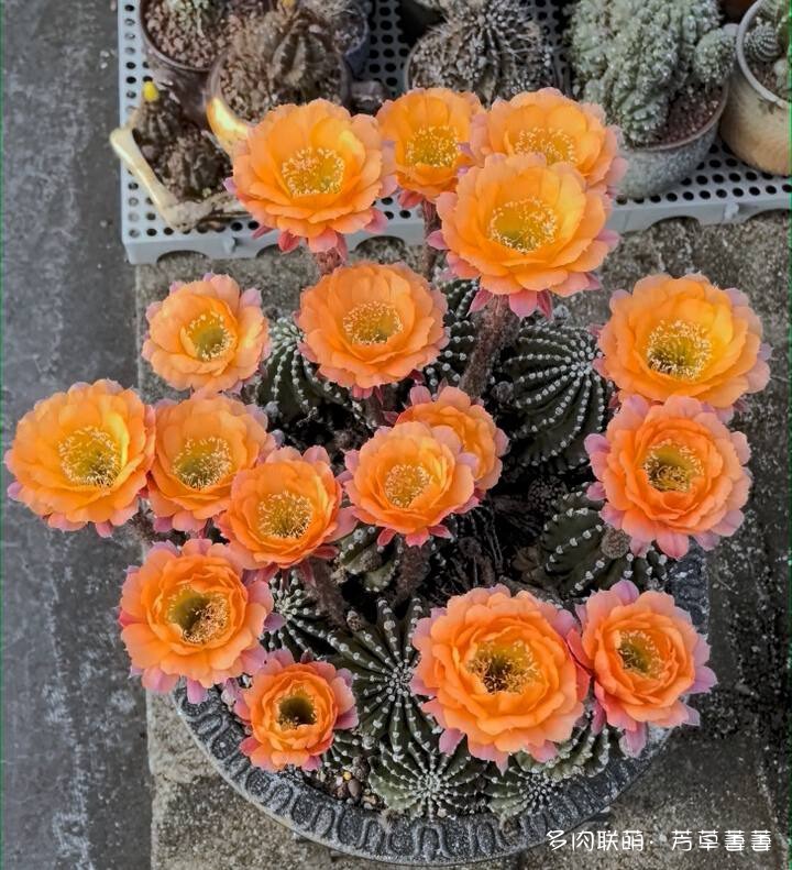芳草的球花还有毛线花