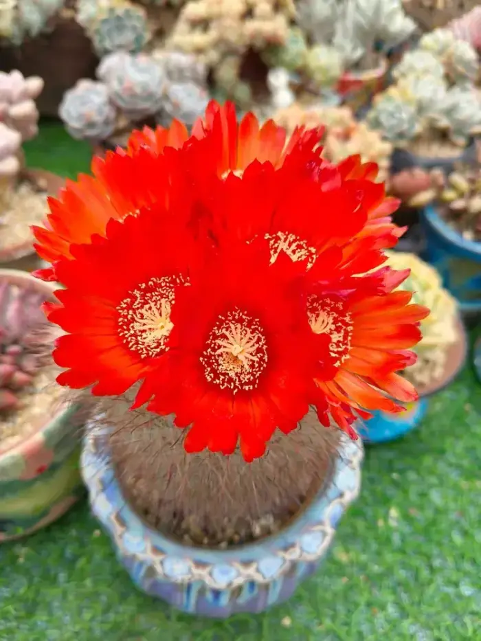 盛开的仙人球花