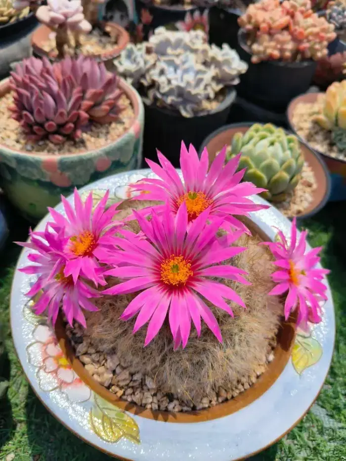 盛开的仙人球花
