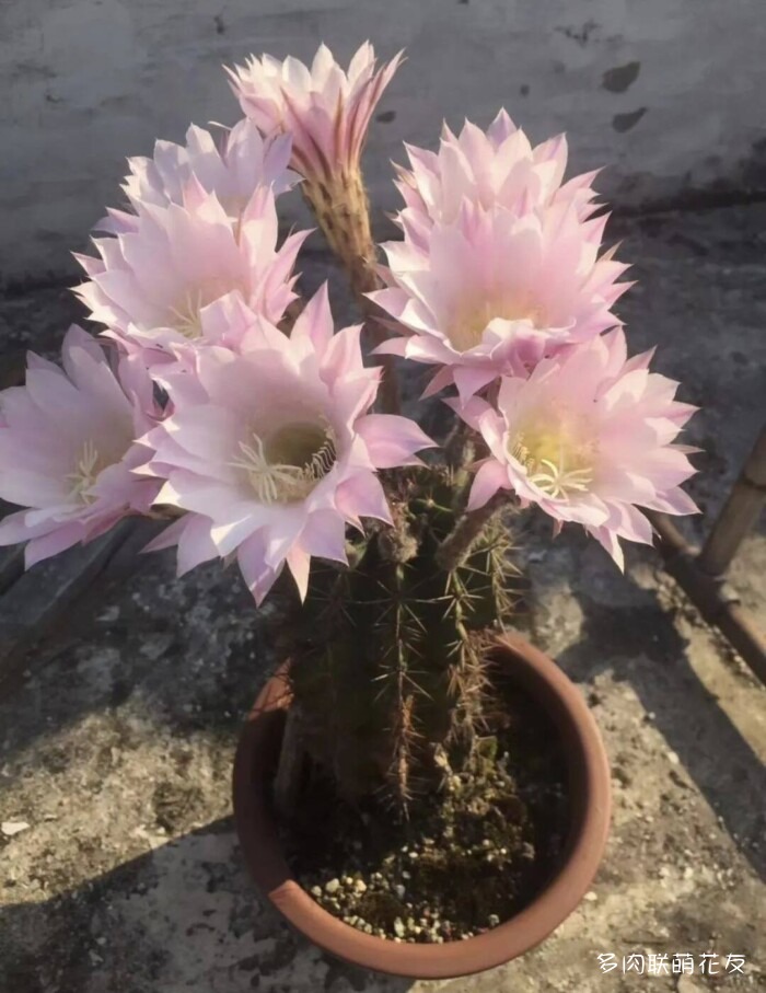 仙人球花