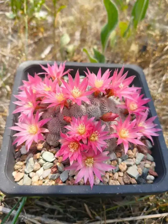 盛开的仙人球花