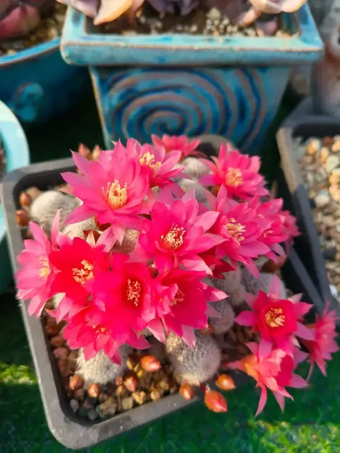 盛开的仙人球花