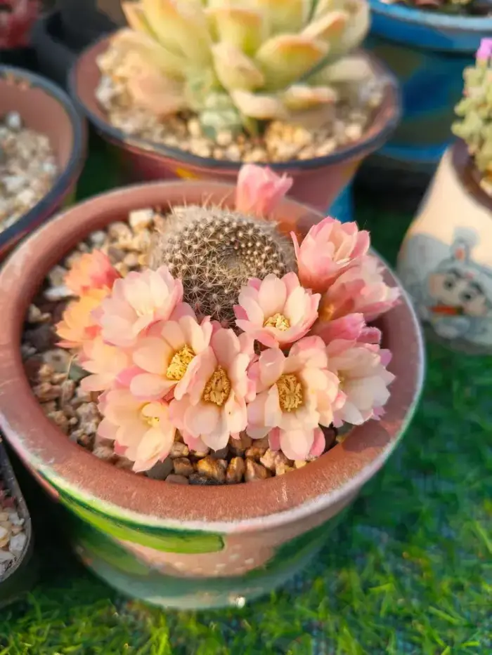 盛开的仙人球花