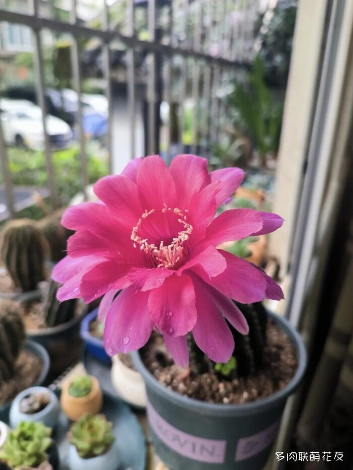 仙人球花