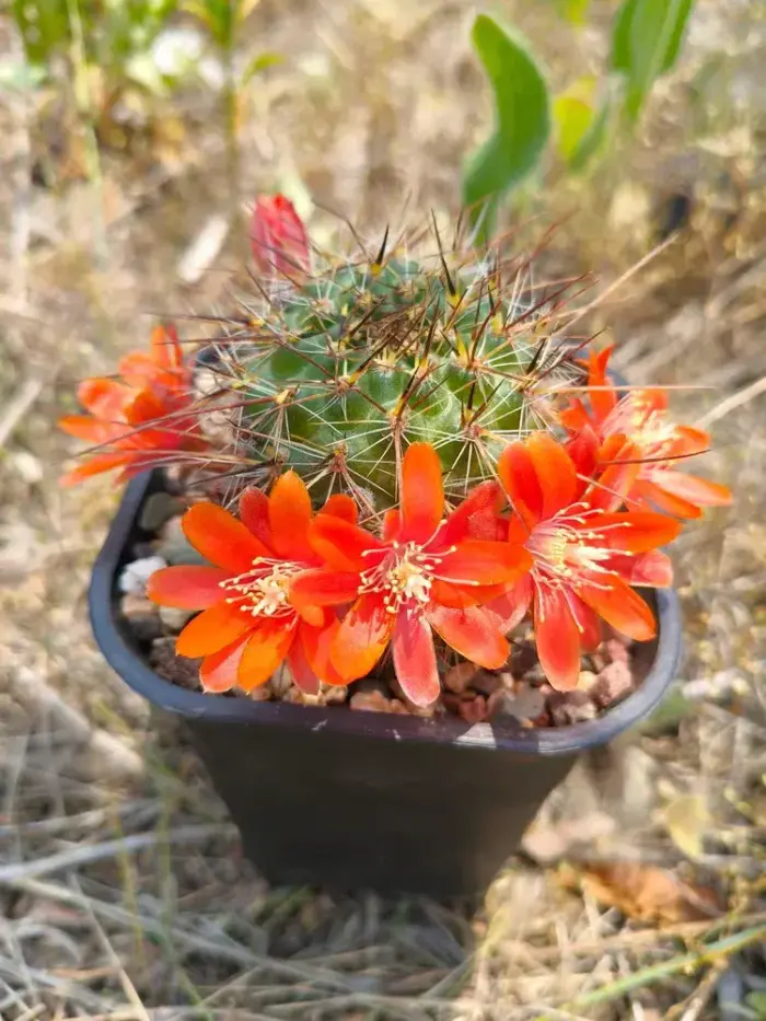 盛开的仙人球花