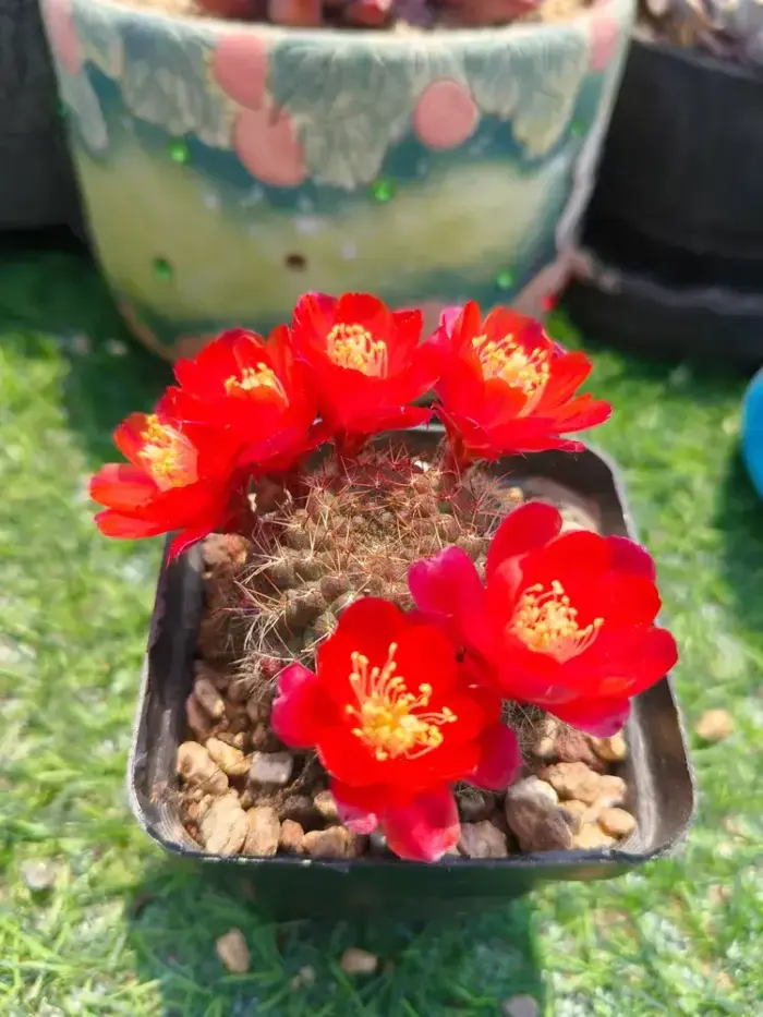 盛开的仙人球花