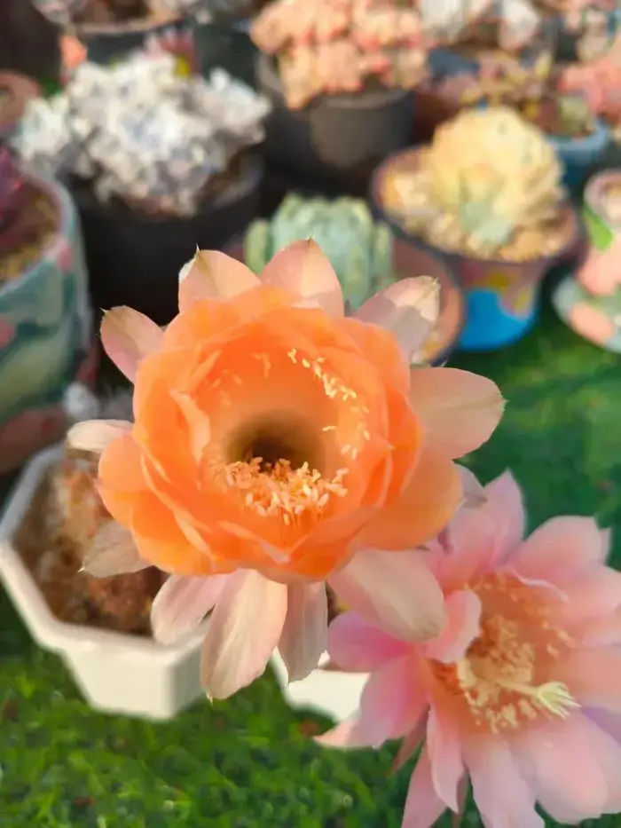 盛开的仙人球花