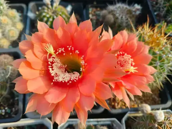 盛开的仙人球花