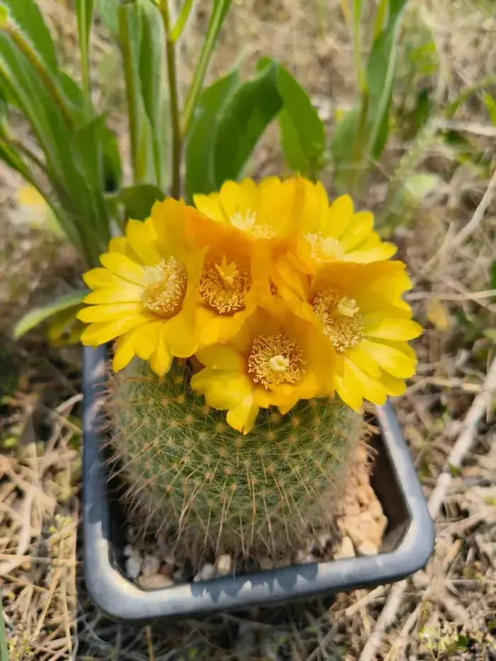 盛开的仙人球花