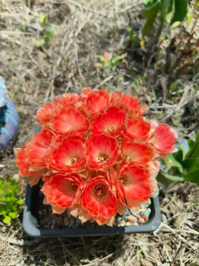 盛开的仙人球花