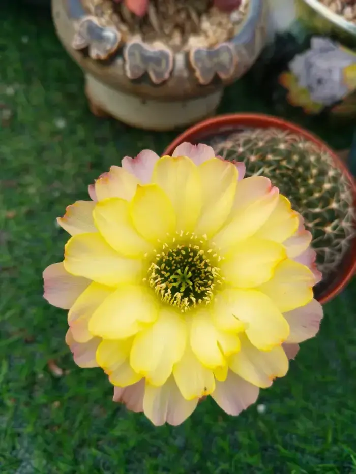盛开的仙人球花