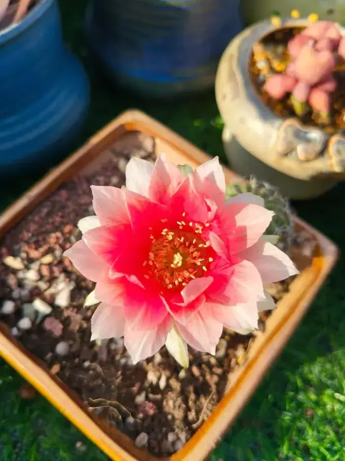 盛开的仙人球花