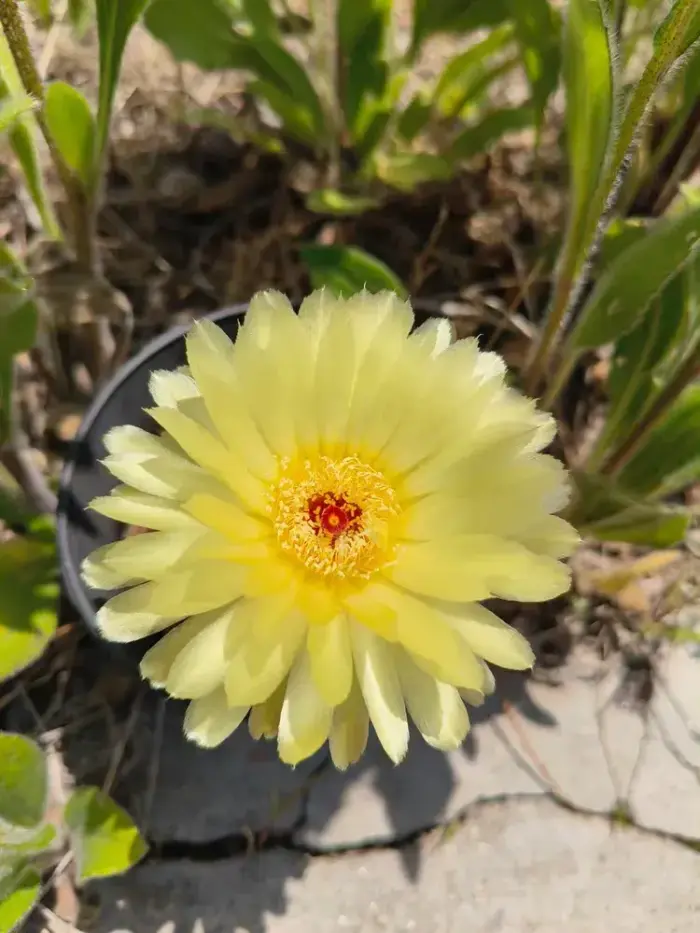 盛开的仙人球花