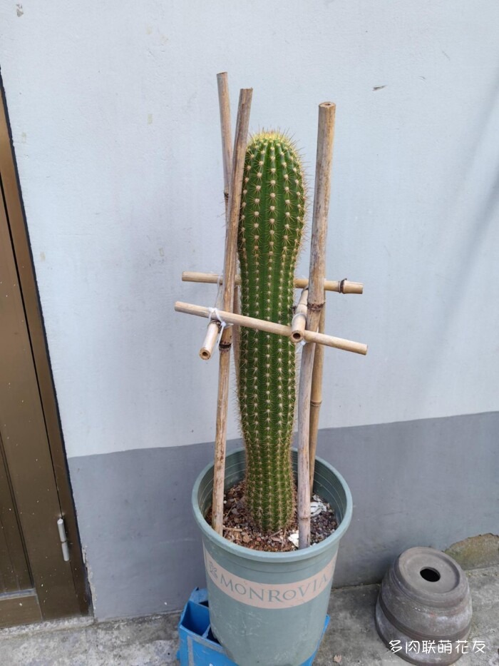 仙人球花