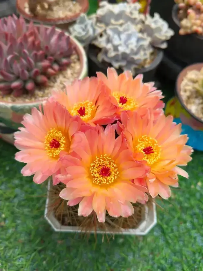 盛开的仙人球花