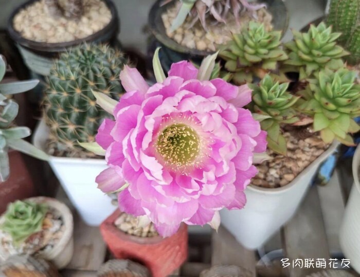 仙人球花