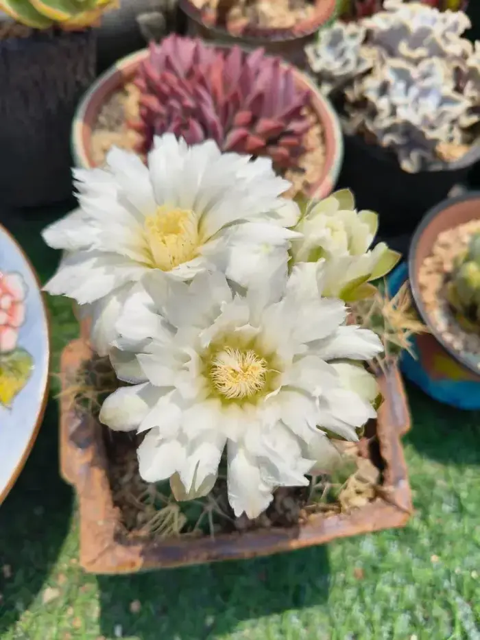 盛开的仙人球花