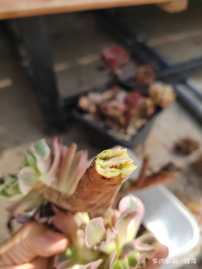七月的多肉，七月的风光