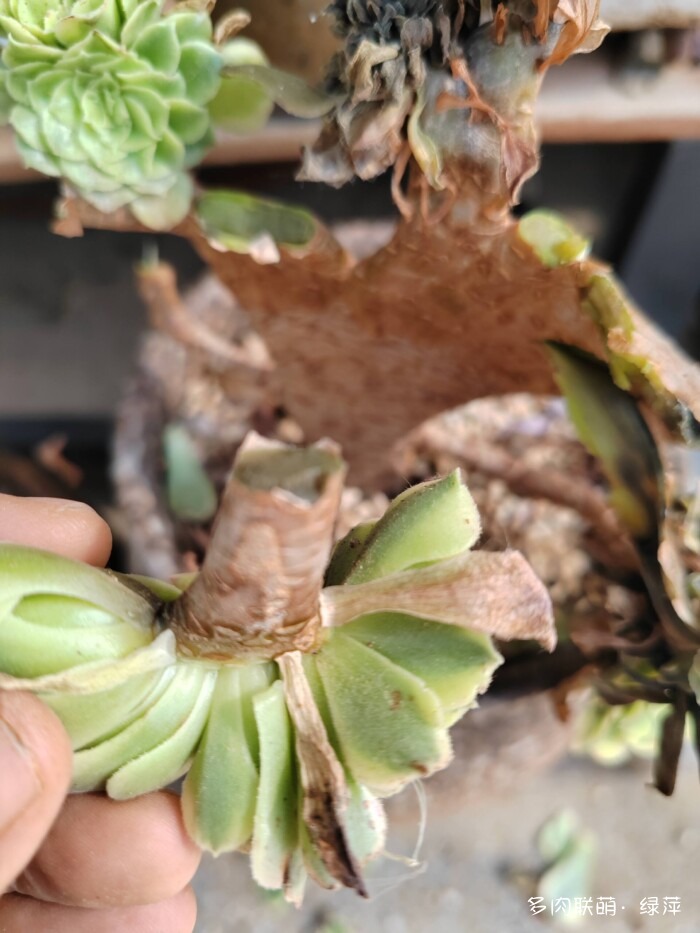 七月的多肉，七月的风光