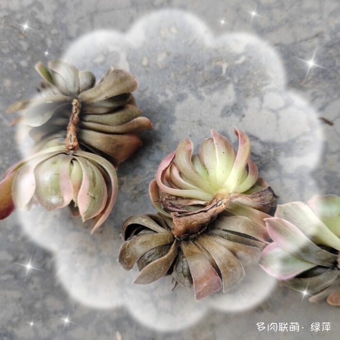 七月的多肉，七月的风光