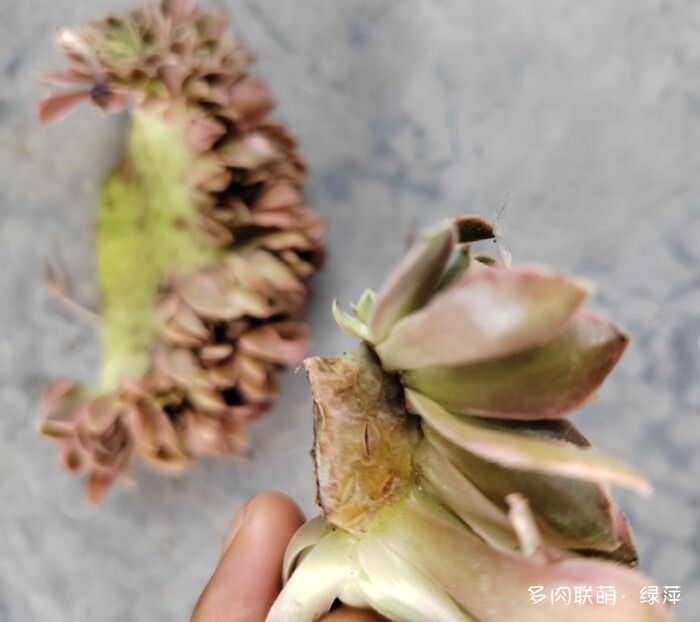 七月的多肉，七月的风光