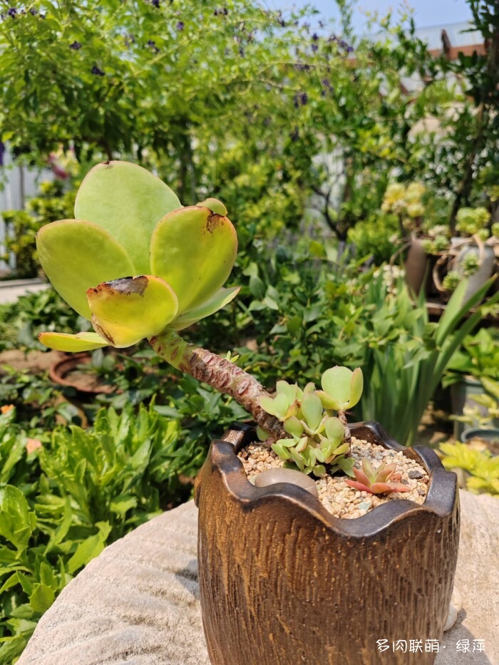 七月的多肉，七月的风光