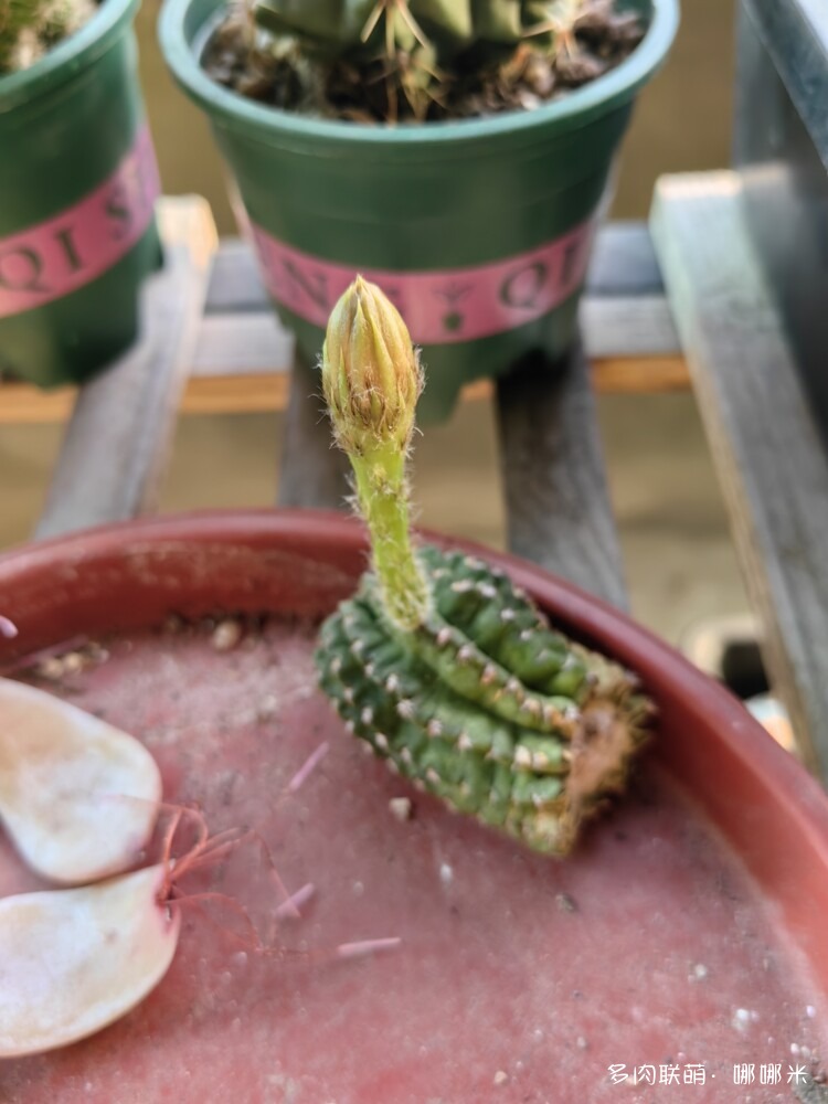 带花苞的侧球
