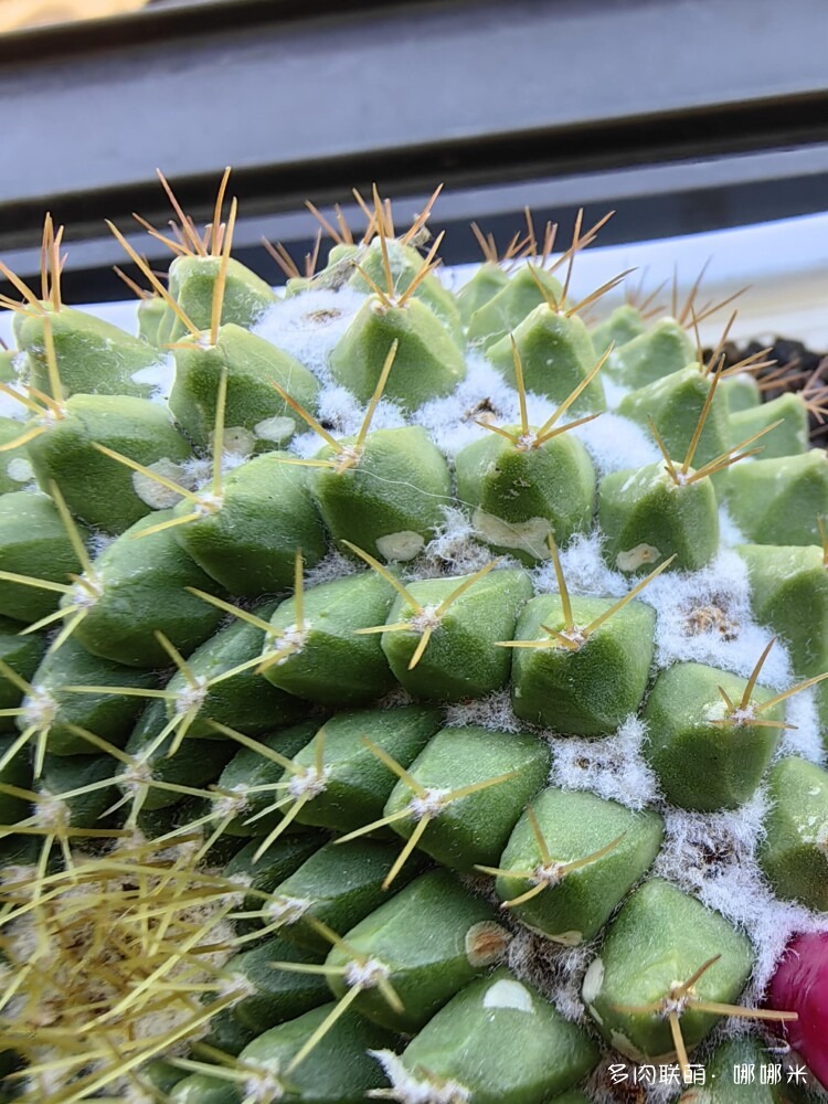 七月的仙人球，怕雨