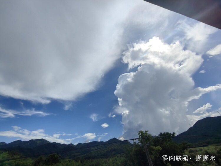 七月的仙人球，怕雨