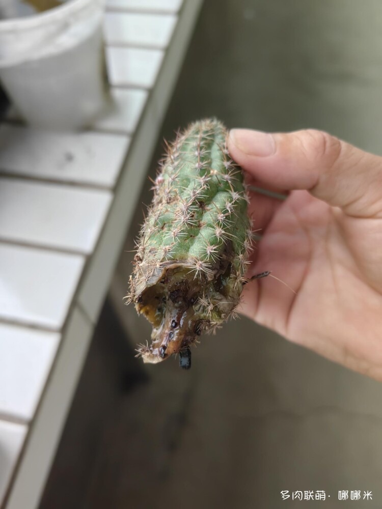 七月的仙人球，怕雨