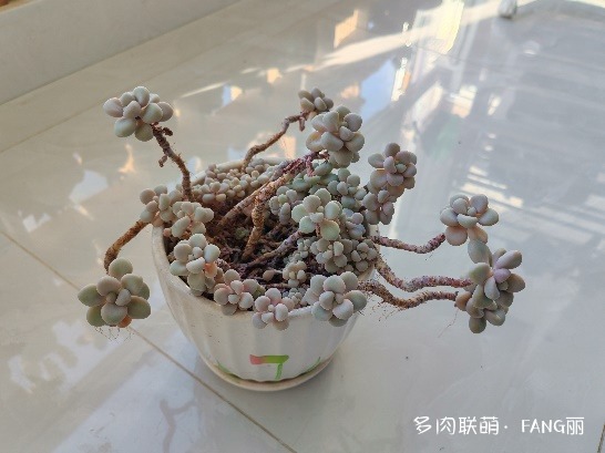 艾伦
