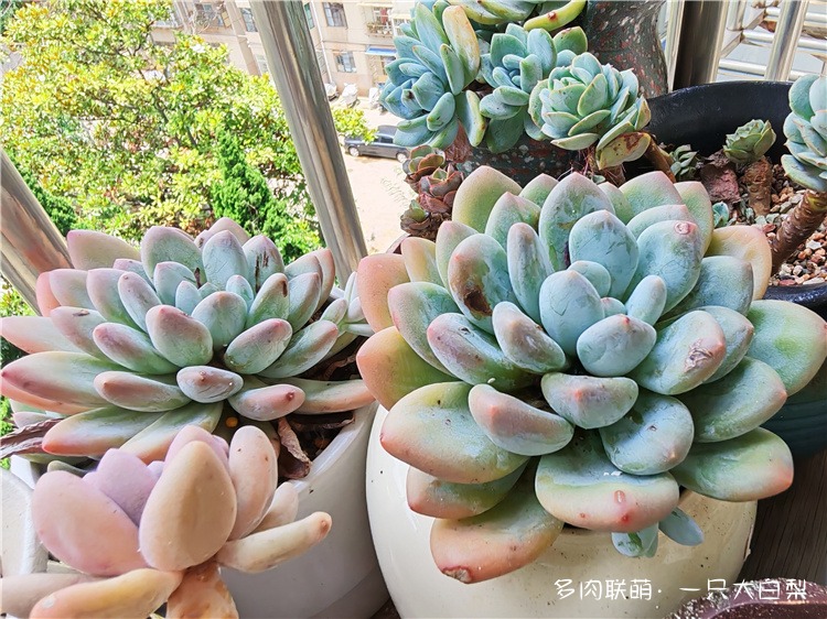 香水