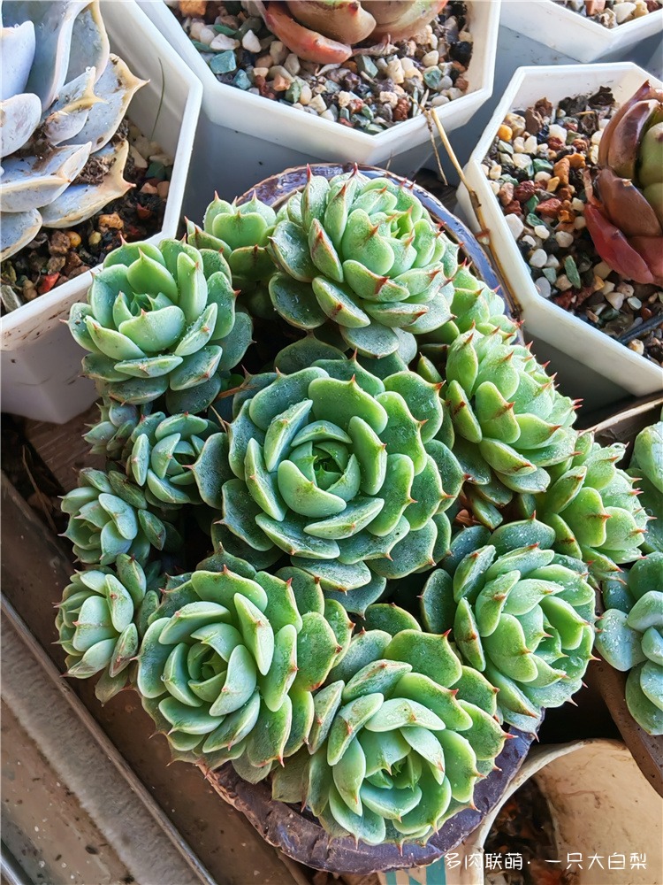 两颗苯巴蒂斯