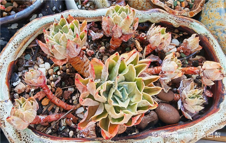 丝绸面纱
