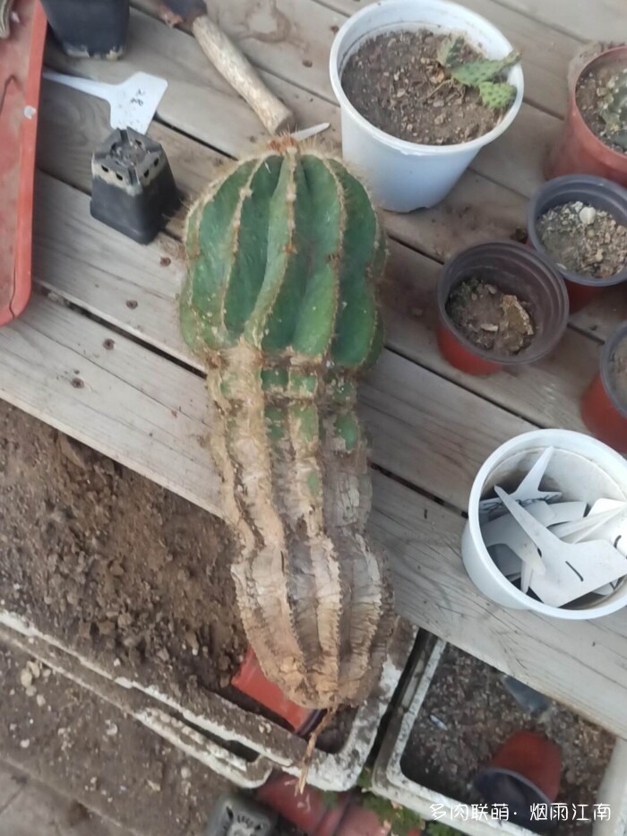 从罗布泊到上海的球花