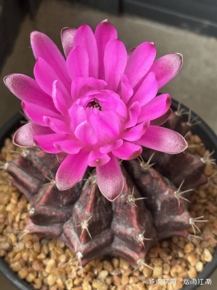 从罗布泊到上海的球花