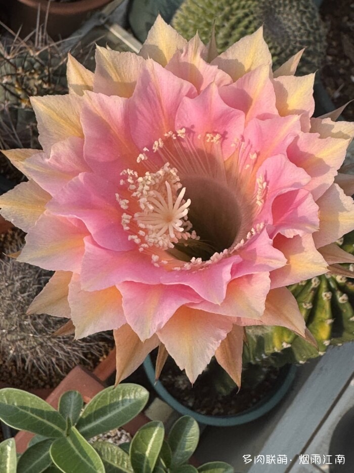 从罗布泊到上海的球花