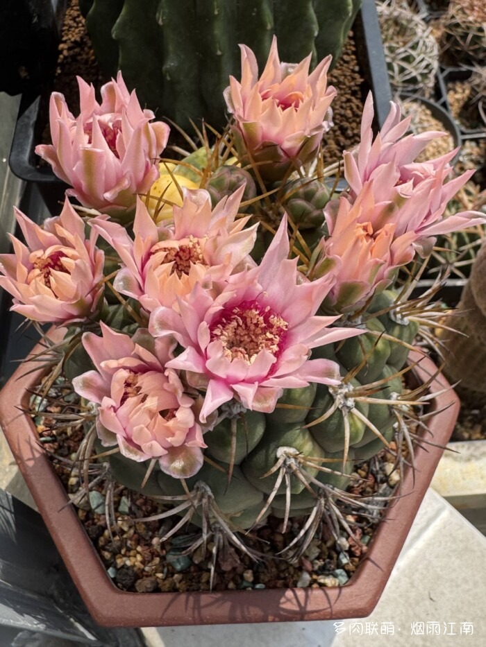 从罗布泊到上海的球花