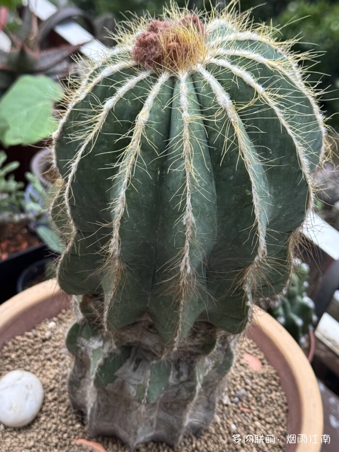 从罗布泊到上海的球花