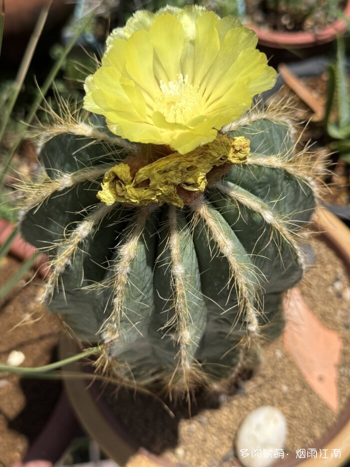 从罗布泊到上海的球花