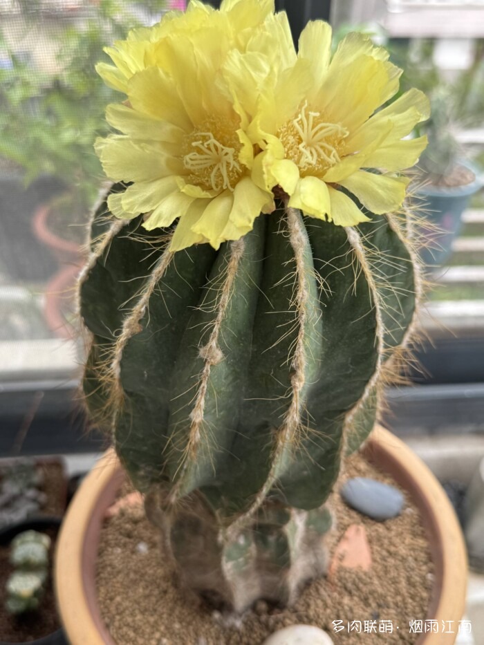 从罗布泊到上海的球花