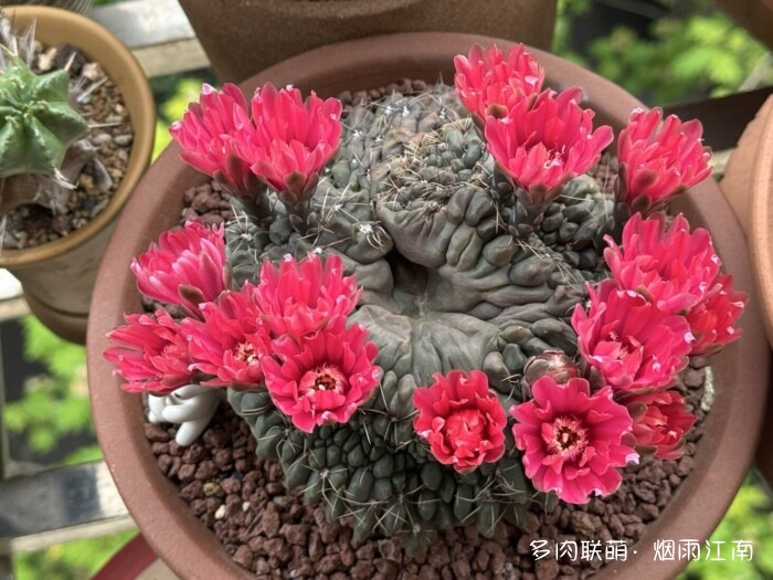 从罗布泊到上海的球花
