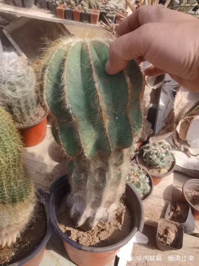 从罗布泊到上海的球花