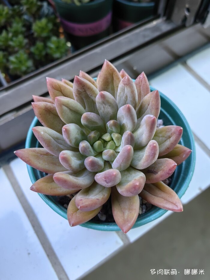 八月的多肉景天